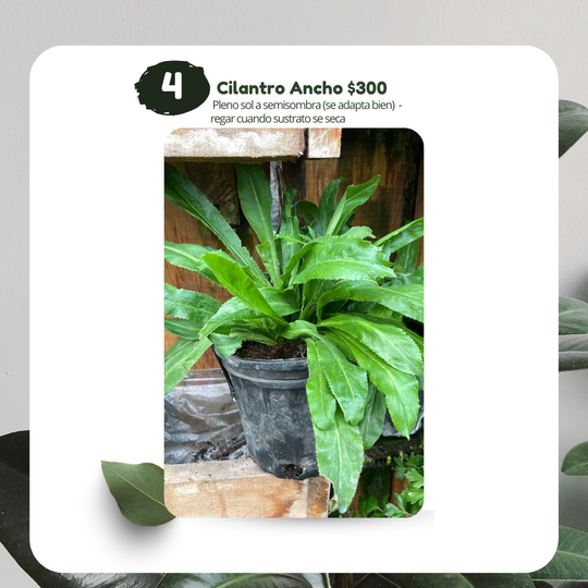 Planta de Cilantro Ancho (Culantro) - Sharegi