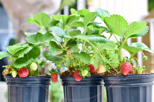 Plantas de Fresas, 2 tarros. - Sharegi