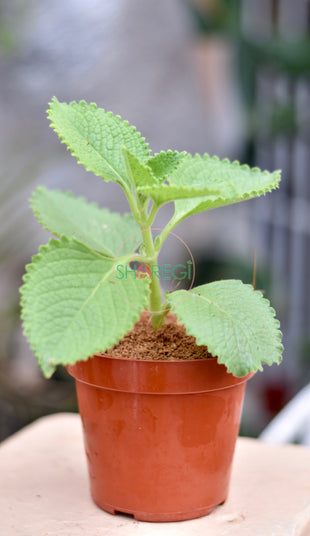 Planta de Orégano Poleo - Sharegi