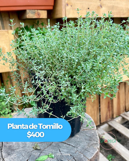 Planta de Tomillo - Sharegi