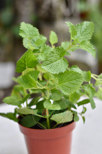 Planta de Melisa - Sharegi