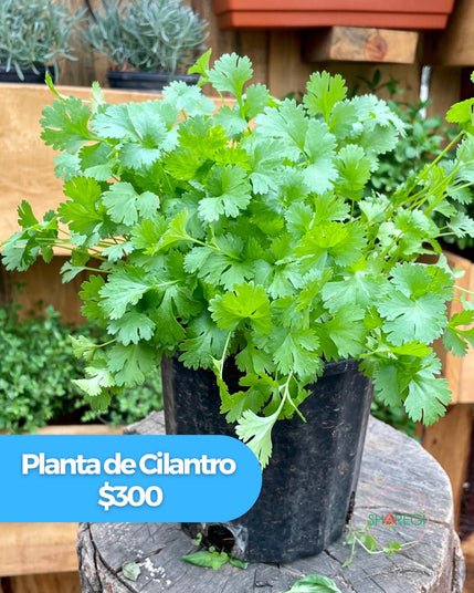 Planta de cilantro - Sharegi