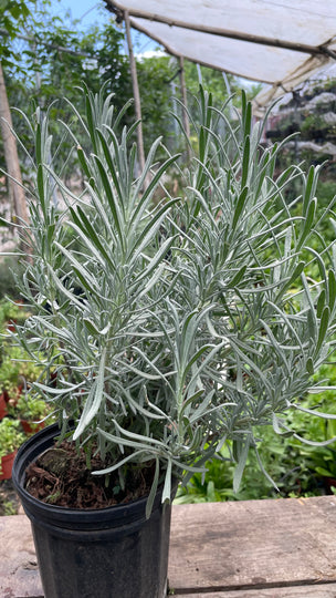 Planta de Lavanda - Sharegi