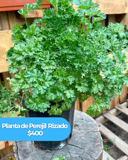 Planta de Perejil Rizado - Sharegi