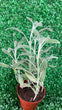 Planta de Salvia - Sharegi
